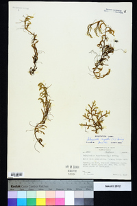 Selaginella rupestris image