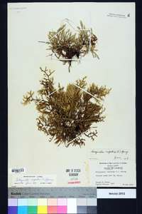 Selaginella rupestris image