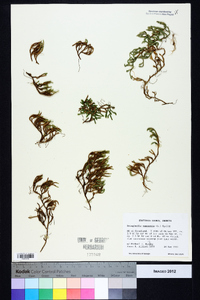 Selaginella rupestris image