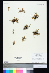 Selaginella rupestris image