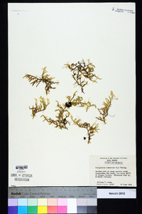 Selaginella rupestris image