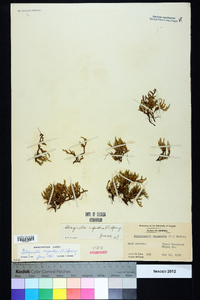 Selaginella rupestris image