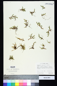 Selaginella rupestris image