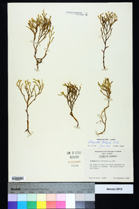 Selaginella tortipila image