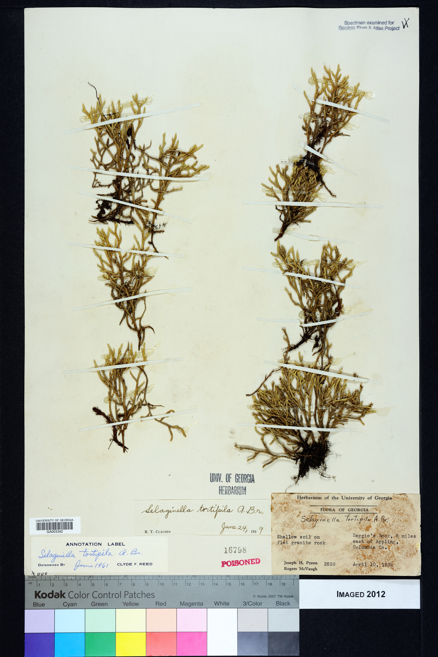 Selaginella tortipila image