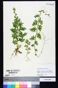 Selaginella uncinata image