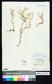 Selaginella tortipila image