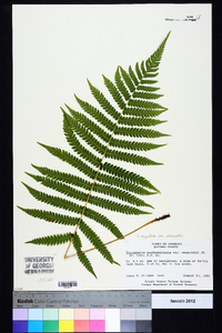 Thelypteris hispidula image