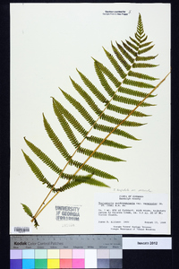 Thelypteris hispidula image