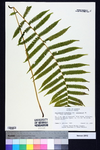 Thelypteris hispidula var. versicolor image
