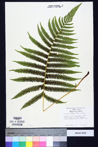 Thelypteris kunthii image