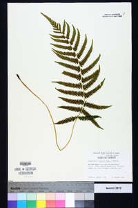 Thelypteris kunthii image