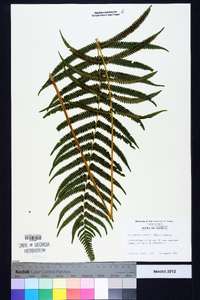 Thelypteris kunthii image