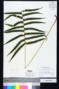 Thelypteris kunthii image