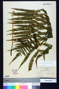 Thelypteris kunthii image