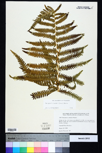 Thelypteris kunthii image