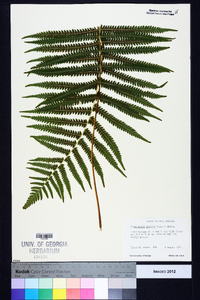 Thelypteris kunthii image