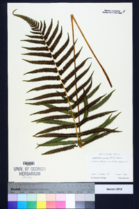 Thelypteris kunthii image