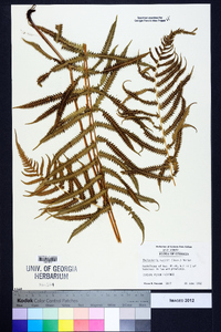 Thelypteris kunthii image