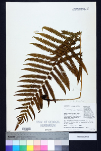 Thelypteris kunthii image