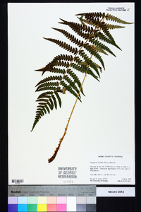 Thelypteris kunthii image