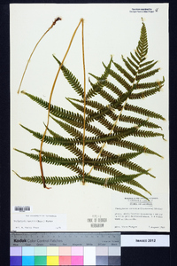 Thelypteris kunthii image