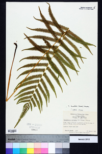 Thelypteris kunthii image