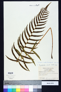 Thelypteris kunthii image