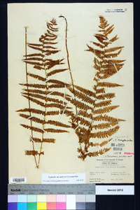 Thelypteris palustris var. pubescens image