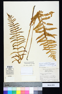 Thelypteris palustris var. pubescens image