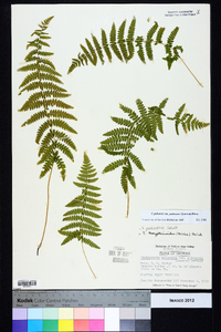 Thelypteris palustris var. pubescens image