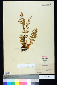 Woodsia obtusa subsp. obtusa image