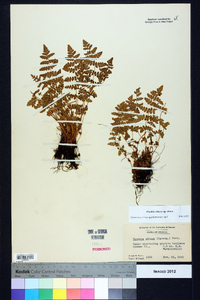 Woodsia obtusa subsp. obtusa image