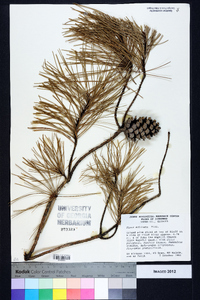 Pinus echinata image