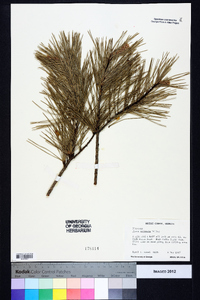 Pinus echinata image