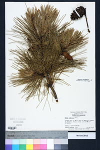 Pinus echinata image