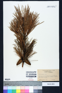 Pinus echinata image