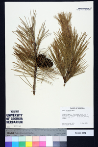 Pinus echinata image