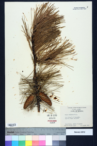 Pinus echinata image