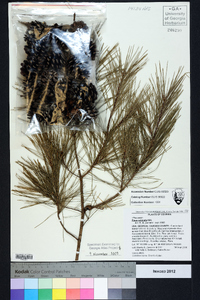 Pinus echinata image