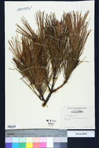 Pinus echinata image