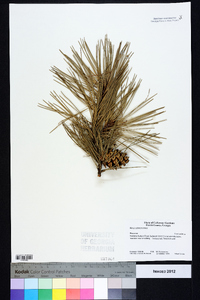 Pinus echinata image