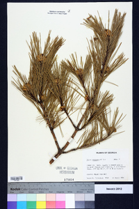 Pinus echinata image