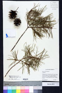 Pinus echinata image