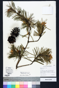 Pinus echinata image