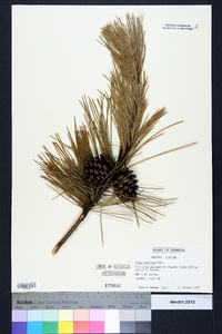 Pinus echinata image