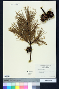 Pinus echinata image