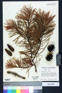 Pinus glabra image