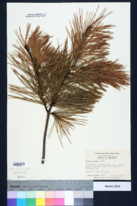 Pinus glabra image