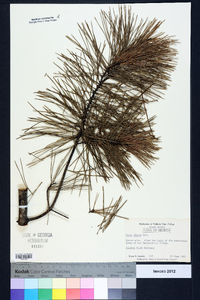 Pinus glabra image